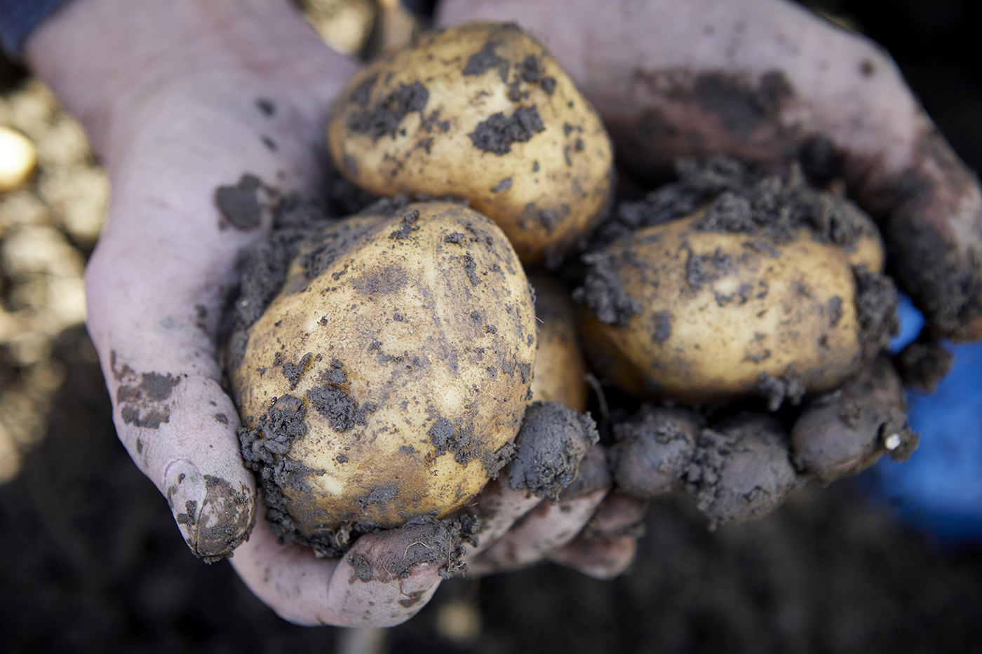 Vergaderlocatie Leven van de wind - hand vol met modderige aardappelen